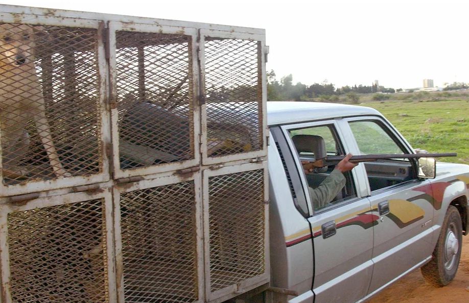 टेलीग्राफ: विश्व कप की तैयारी में, मोरक्को में बड़े पैमाने पर आवारा कुत्तों की हत्या से समाज के सभी क्षेत्रों में असंतोष है।